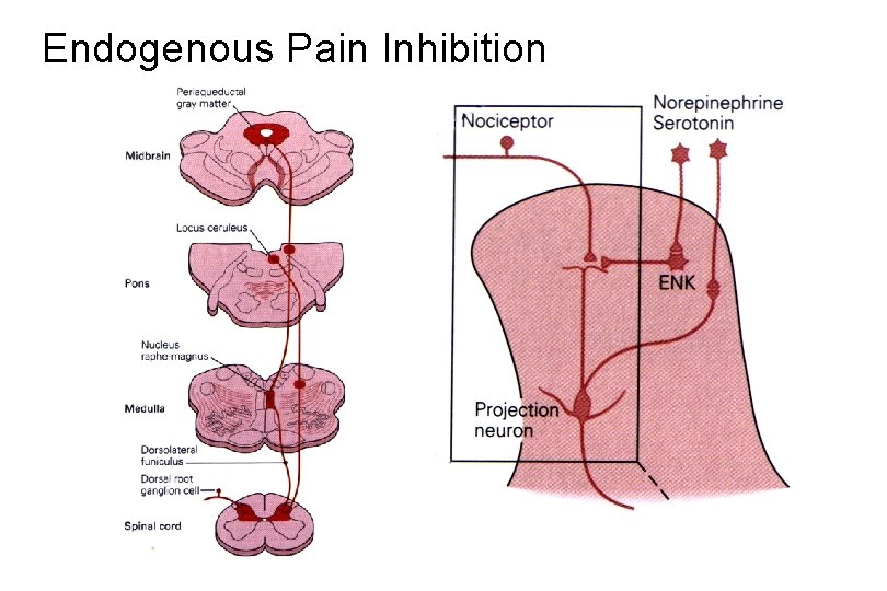 Endogenous Pain Inhibition 
