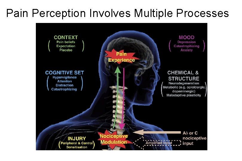 Pain Perception Involves Multiple Processes 