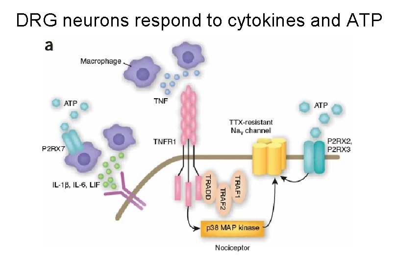 DRG neurons respond to cytokines and ATP 