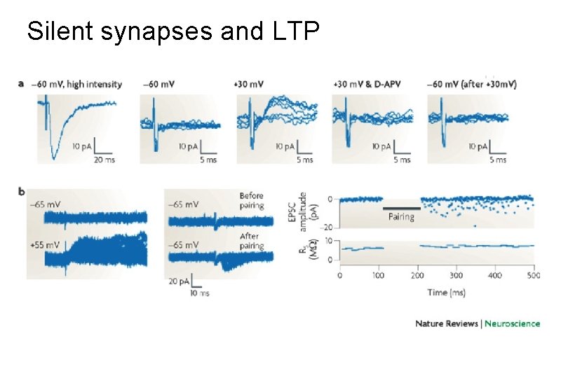 Silent synapses and LTP 