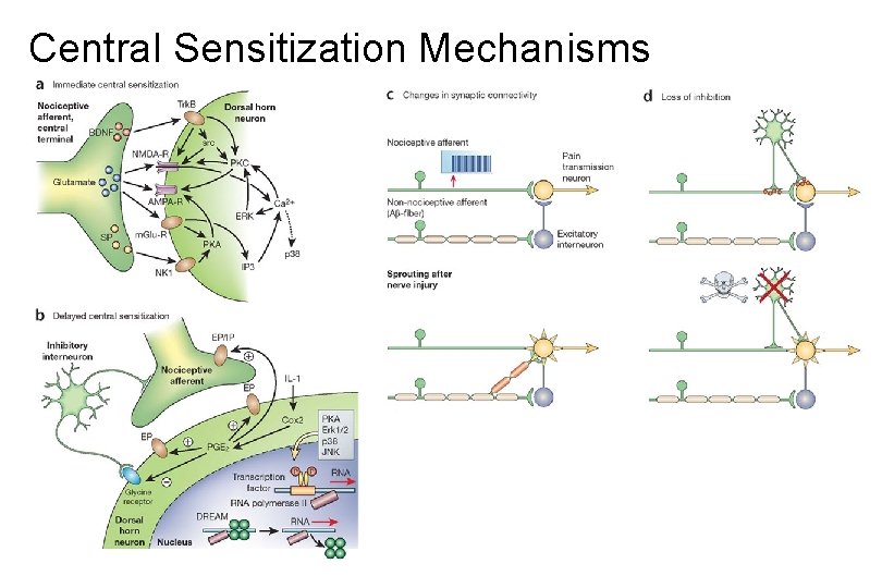 Central Sensitization Mechanisms 