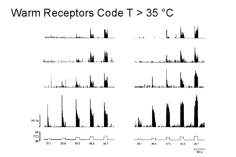 Warm Receptors Code T > 35 °C 