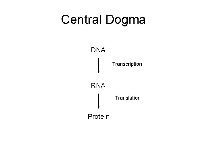 Central Dogma DNA Transcription RNA Translation Protein 