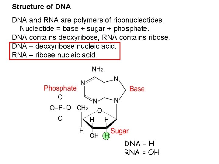 Structure of DNA and RNA are polymers of ribonucleotides. Nucleotide = base + sugar