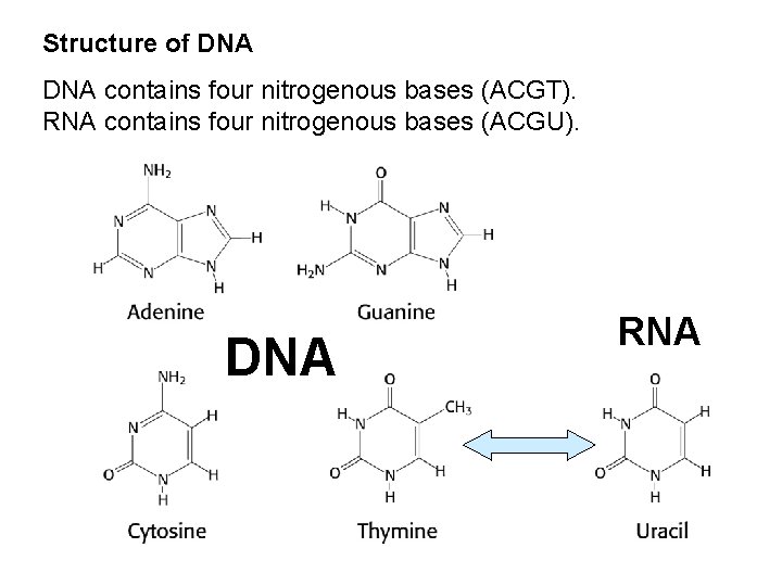 Structure of DNA contains four nitrogenous bases (ACGT). RNA contains four nitrogenous bases (ACGU).