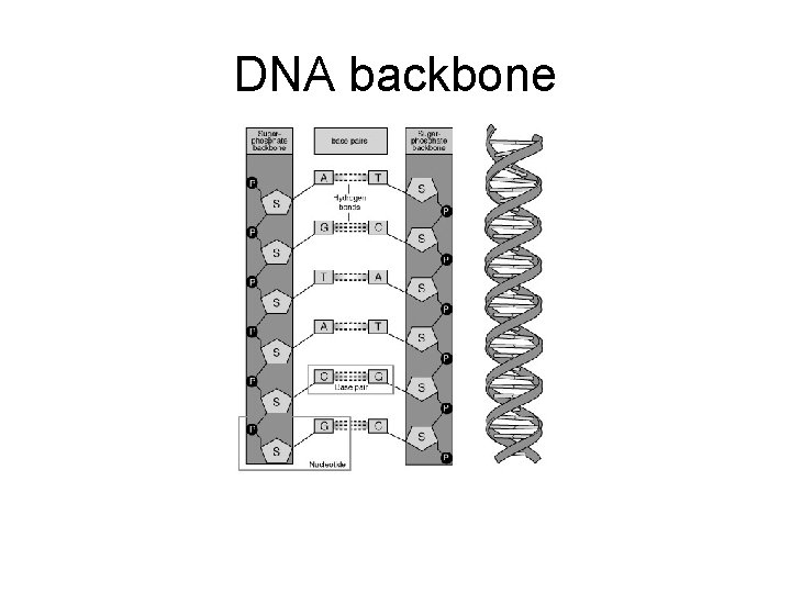 DNA backbone 