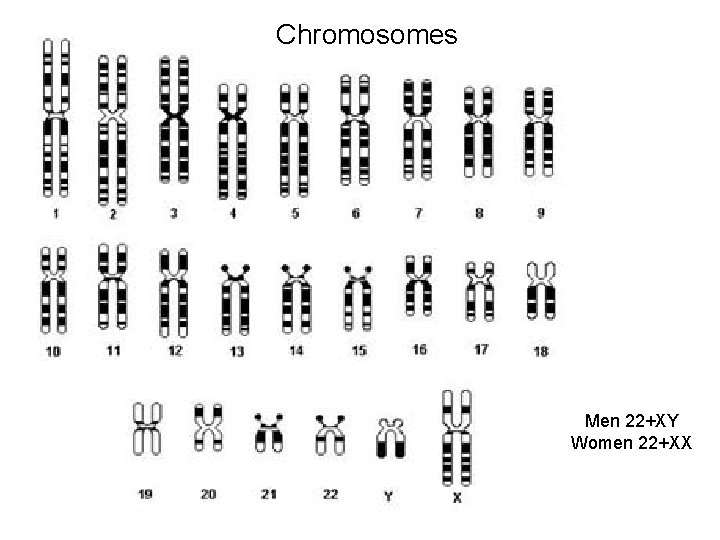 Chromosomes Men 22+XY Women 22+XX 