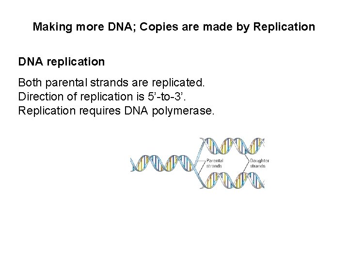 Making more DNA; Copies are made by Replication DNA replication Both parental strands are