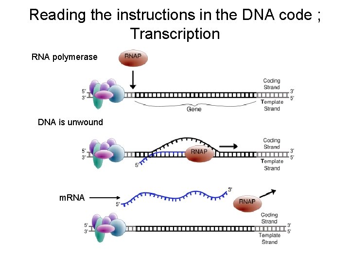 Reading the instructions in the DNA code ; Transcription RNA polymerase DNA is unwound