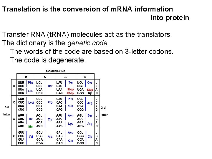 Translation is the conversion of m. RNA information into protein Transfer RNA (t. RNA)