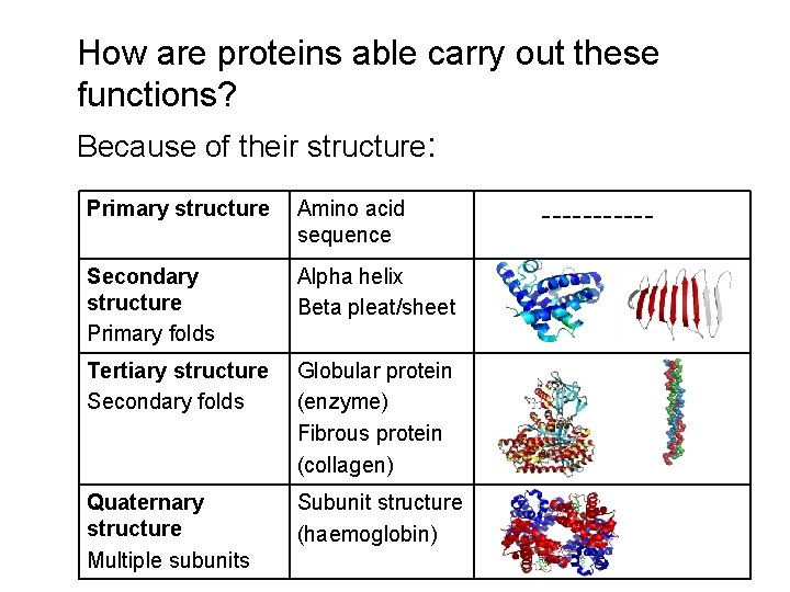 How are proteins able carry out these functions? Because of their structure: Primary structure