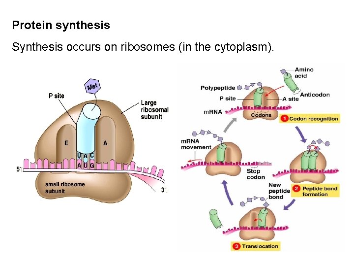 Protein synthesis Synthesis occurs on ribosomes (in the cytoplasm). 