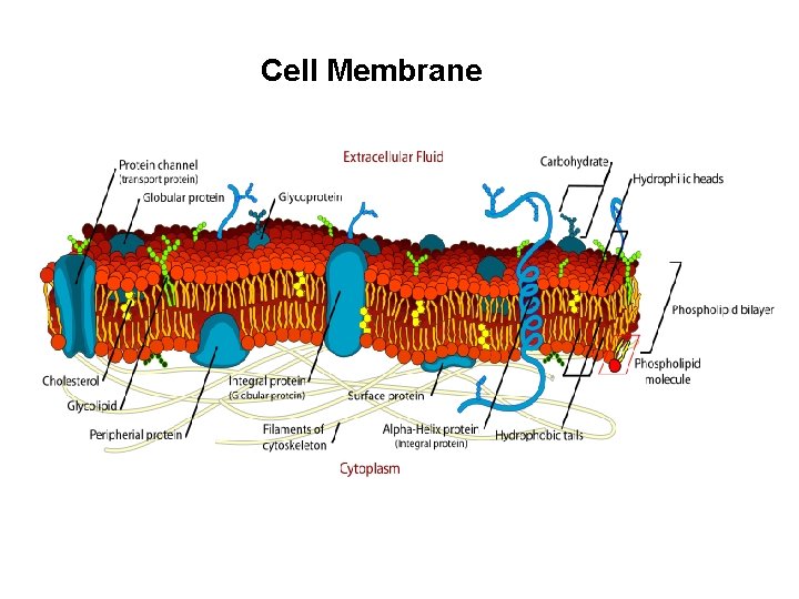 Cell Membrane 