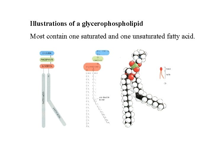 Illustrations of a glycerophospholipid Most contain one saturated and one unsaturated fatty acid. 