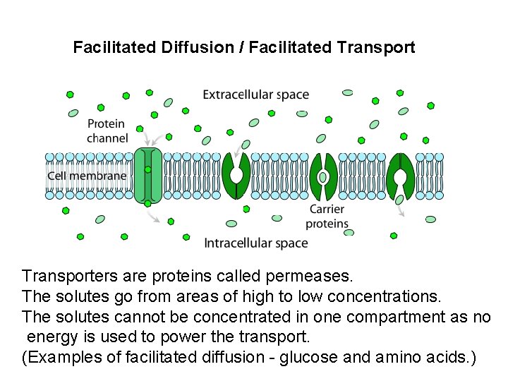 Facilitated Diffusion / Facilitated Transporters are proteins called permeases. The solutes go from areas