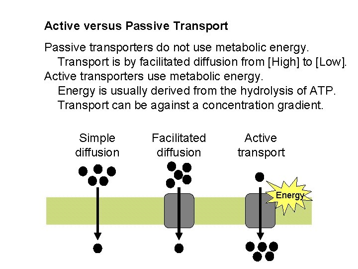 Active versus Passive Transport Passive transporters do not use metabolic energy. Transport is by