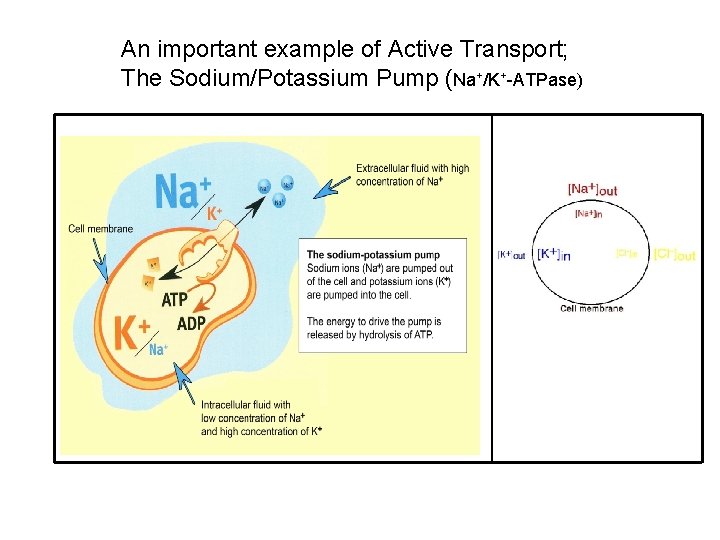 An important example of Active Transport; The Sodium/Potassium Pump (Na+/K+-ATPase) 