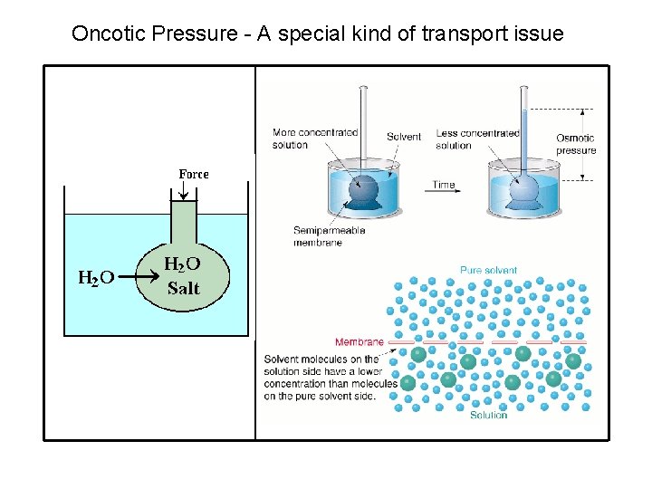 Oncotic Pressure - A special kind of transport issue 