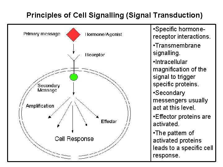 Principles of Cell Signalling (Signal Transduction) • Specific hormonereceptor interactions. • Transmembrane signalling. •