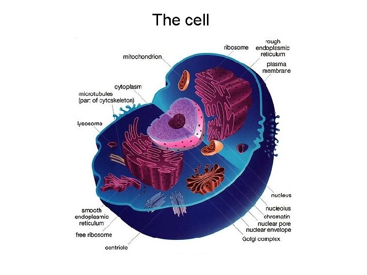 The cell 