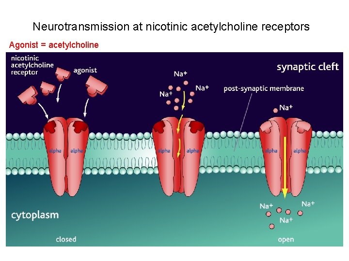 Neurotransmission at nicotinic acetylcholine receptors Agonist = acetylcholine 