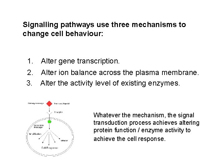 Signalling pathways use three mechanisms to change cell behaviour: 1. Alter gene transcription. 2.