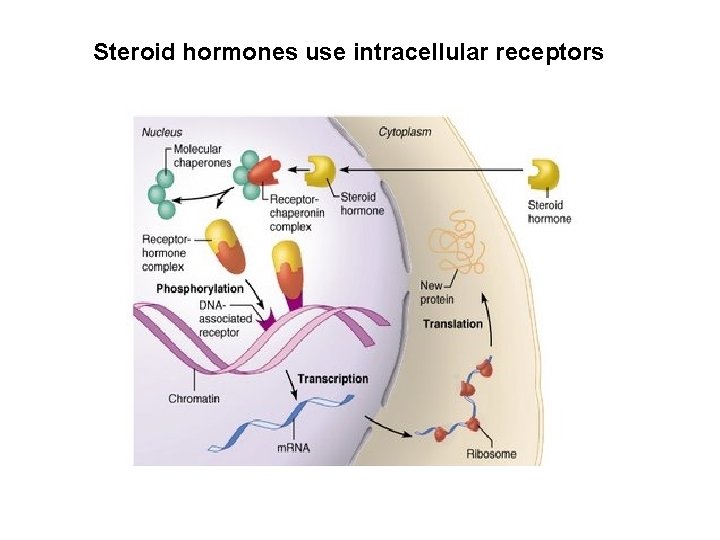 Steroid hormones use intracellular receptors 