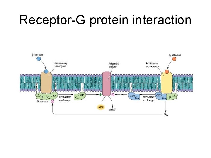 Receptor-G protein interaction 