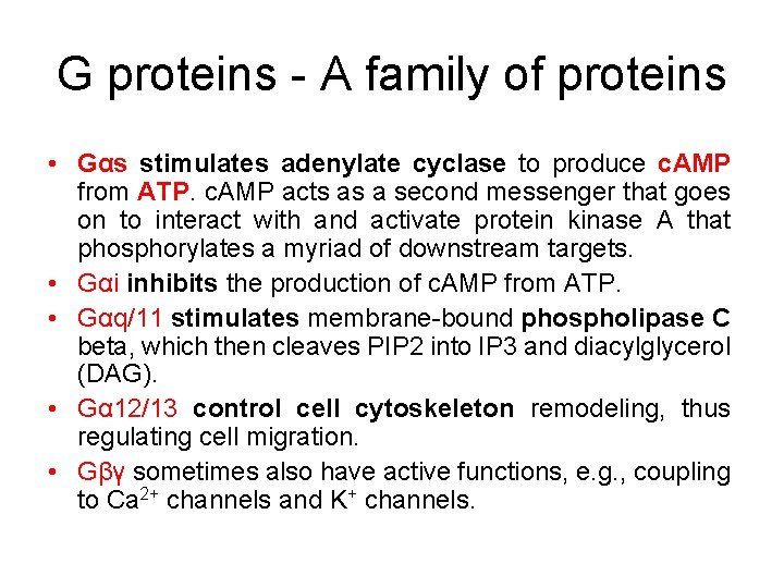 G proteins - A family of proteins • Gαs stimulates adenylate cyclase to produce