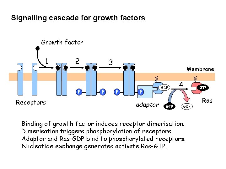Signalling cascade for growth factors Growth factor 1 2 P Receptors 3 P Membrane