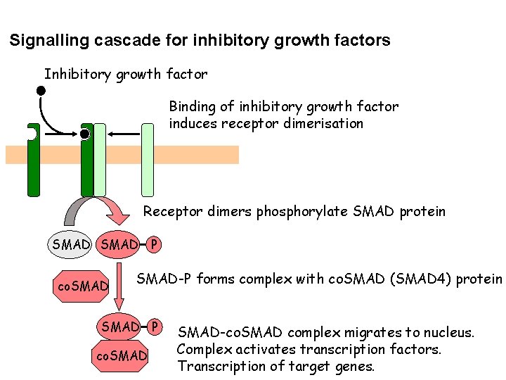 Signalling cascade for inhibitory growth factors Inhibitory growth factor Binding of inhibitory growth factor