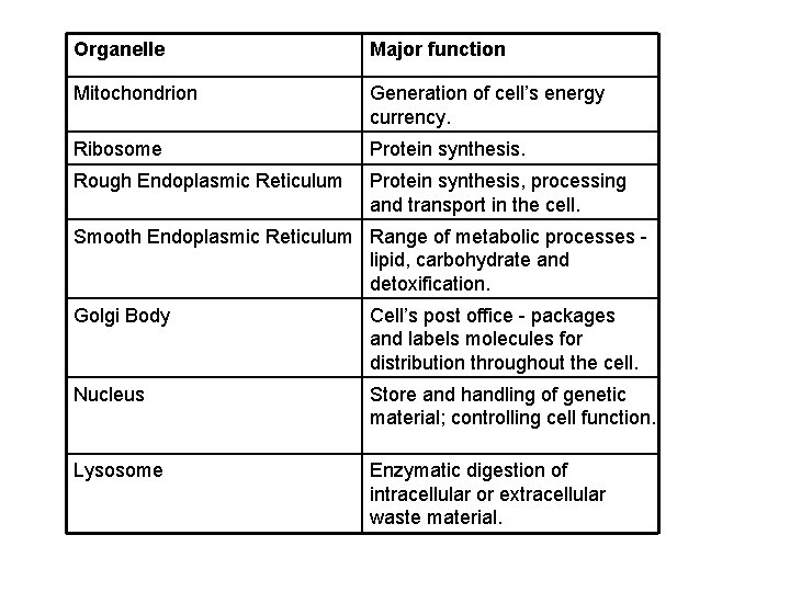 Organelle Major function Mitochondrion Generation of cell’s energy currency. Ribosome Protein synthesis. Rough Endoplasmic