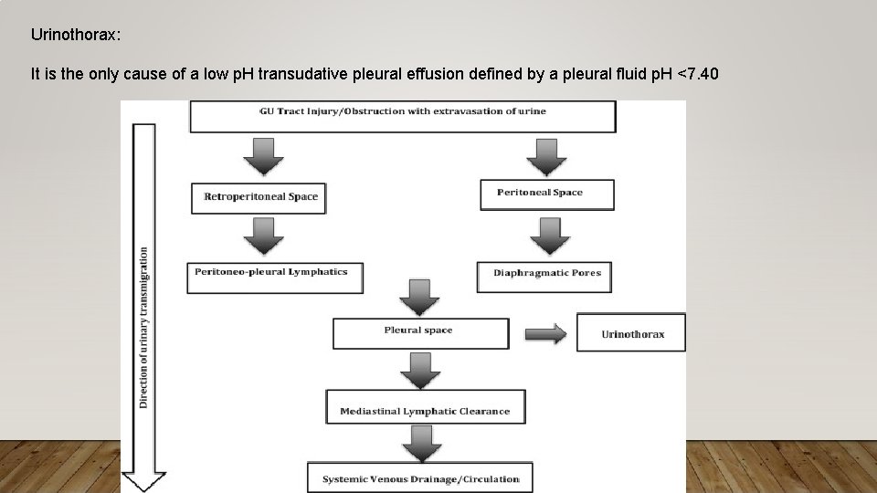 Urinothorax: It is the only cause of a low p. H transudative pleural effusion