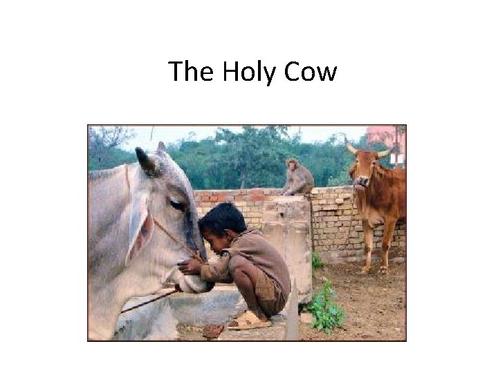 The Holy Cow 