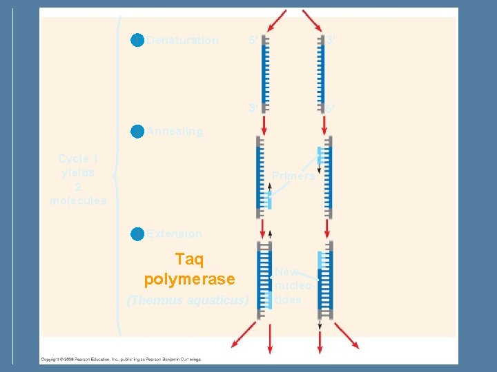 1 Denaturation 5 3 3 5 2 Annealing Cycle 1 yields 2 molecules Primers 1 Denaturation 5 3 3 5 2 Annealing Cycle 1 yields 2 molecules Primers
