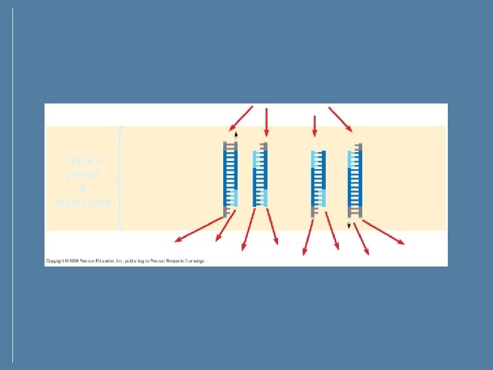 Cycle 2 yields 4 molecules Cycle 2 yields 4 molecules