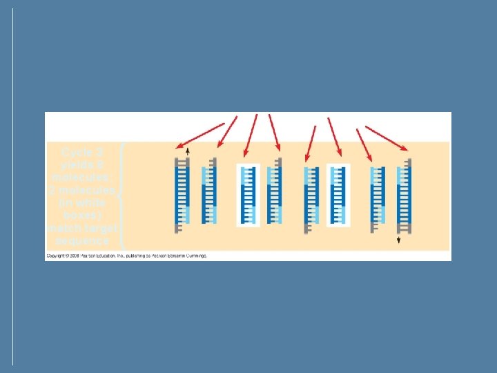 Cycle 3 yields 8 molecules; 2 molecules (in white boxes) match target sequence Cycle 3 yields 8 molecules; 2 molecules (in white boxes) match target sequence