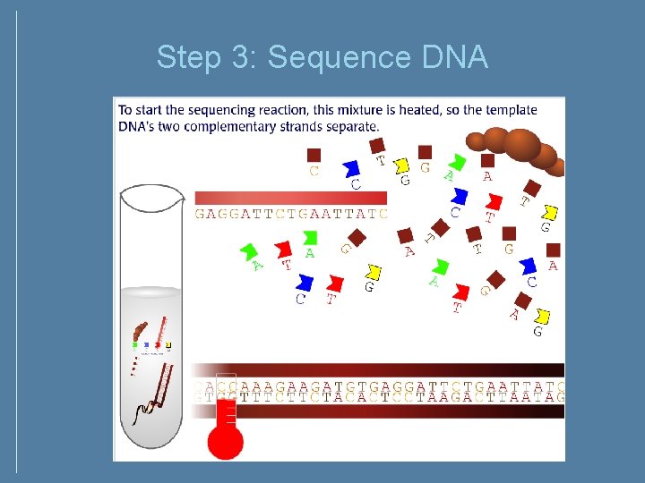 Step 3: Sequence DNA Step 3: Sequence DNA