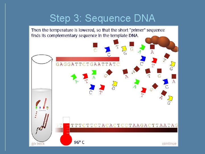 Step 3: Sequence DNA Step 3: Sequence DNA