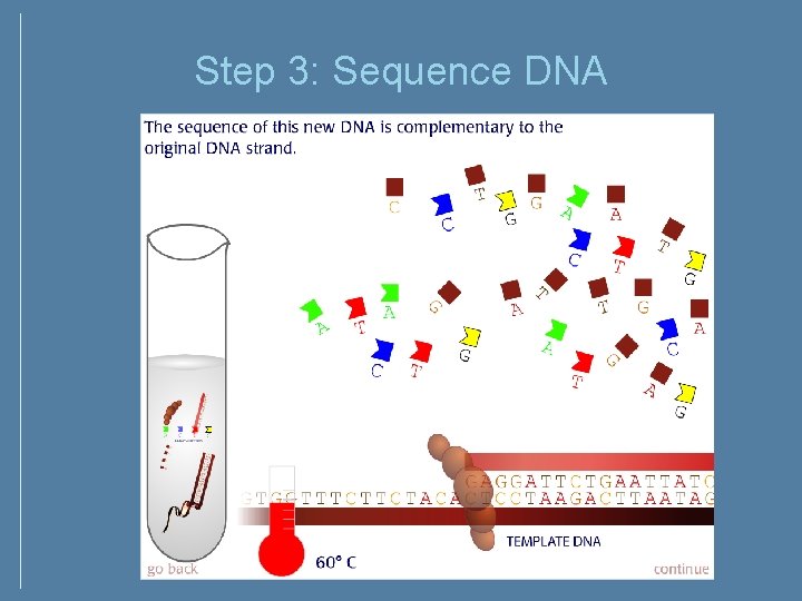 Step 3: Sequence DNA Step 3: Sequence DNA