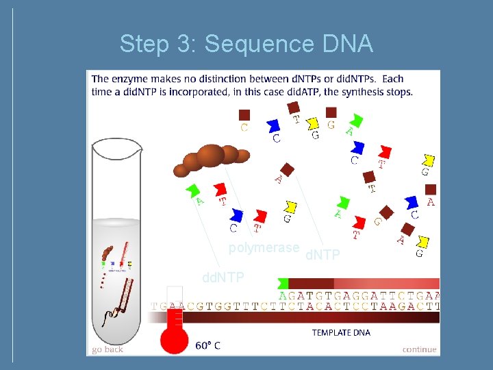 Step 3: Sequence DNA polymerase dd. NTP Step 3: Sequence DNA polymerase dd. NTP
