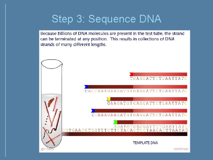 Step 3: Sequence DNA Step 3: Sequence DNA