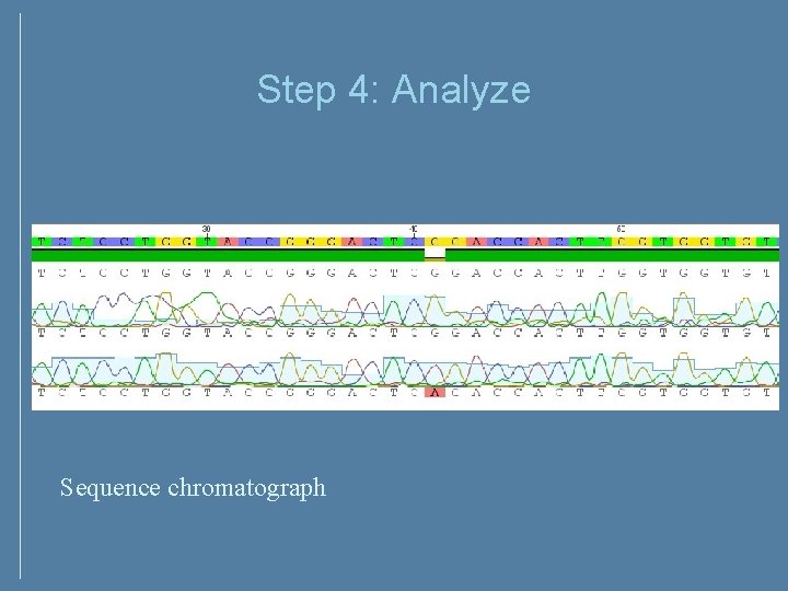 Step 4: Analyze Sequence chromatograph Step 4: Analyze Sequence chromatograph