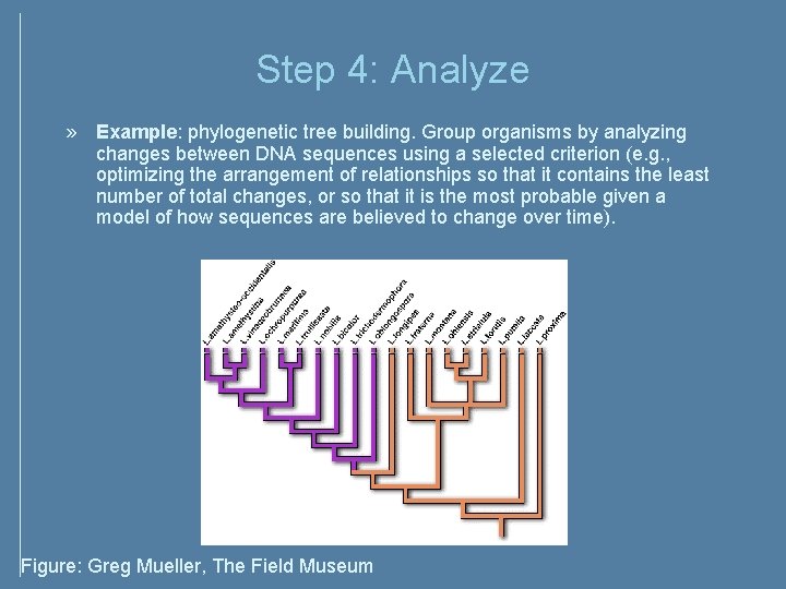 Step 4: Analyze » Example: phylogenetic tree building. Group organisms by analyzing changes between Step 4: Analyze » Example: phylogenetic tree building. Group organisms by analyzing changes between