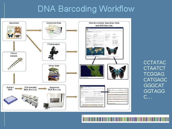 DNA Barcoding Workflow CCTATAC CTAATCT TCGGAG CATGAGC GGGCAT GGTAGG C. . . DNA Barcoding Workflow CCTATAC CTAATCT TCGGAG CATGAGC GGGCAT GGTAGG C. . .