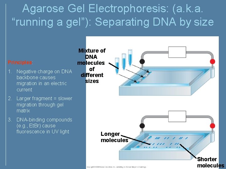Agarose Gel Electrophoresis: (a. k. a. “running a gel”): Separating DNA by size Cathode Agarose Gel Electrophoresis: (a. k. a. “running a gel”): Separating DNA by size Cathode