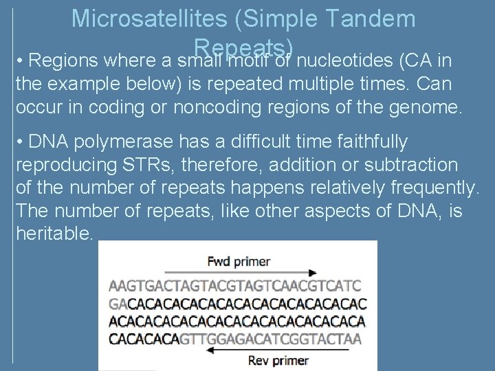 Microsatellites (Simple Tandem Repeats) • Regions where a small motif of nucleotides (CA in Microsatellites (Simple Tandem Repeats) • Regions where a small motif of nucleotides (CA in