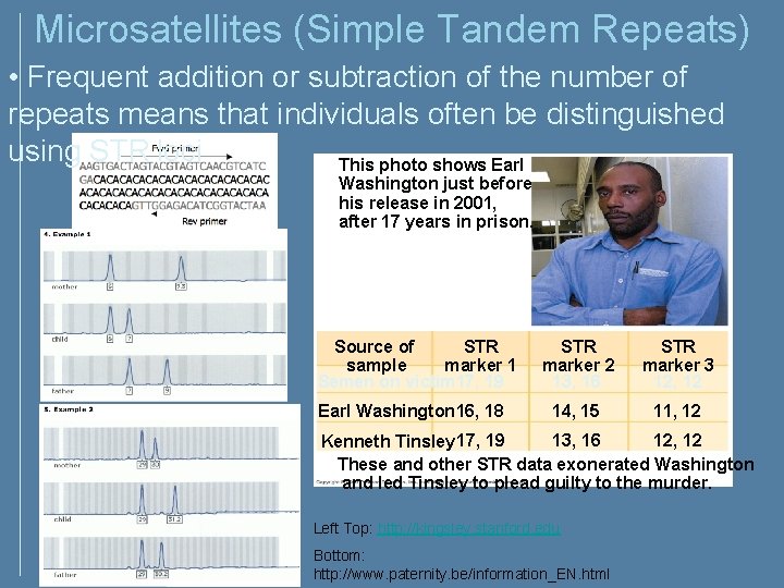 Microsatellites (Simple Tandem Repeats) • Frequent addition or subtraction of the number of repeats Microsatellites (Simple Tandem Repeats) • Frequent addition or subtraction of the number of repeats
