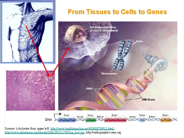 From Tissues to Cells to Genes Sources: (clockwise from upper left: http: //www. healthinmotion. From Tissues to Cells to Genes Sources: (clockwise from upper left: http: //www. healthinmotion.