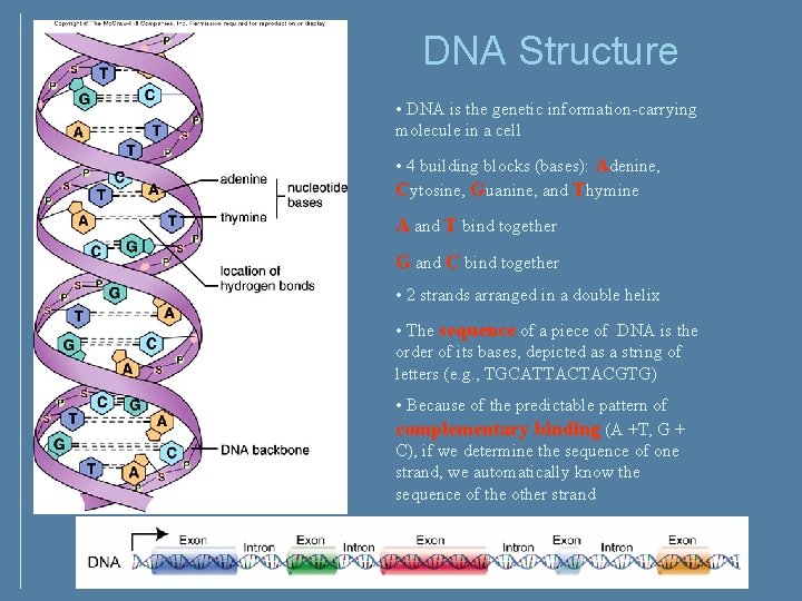 DNA Structure • DNA is the genetic information-carrying molecule in a cell • 4 DNA Structure • DNA is the genetic information-carrying molecule in a cell • 4
